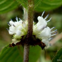 Hedyotis ceylanica N.Wikstr. & Neupane